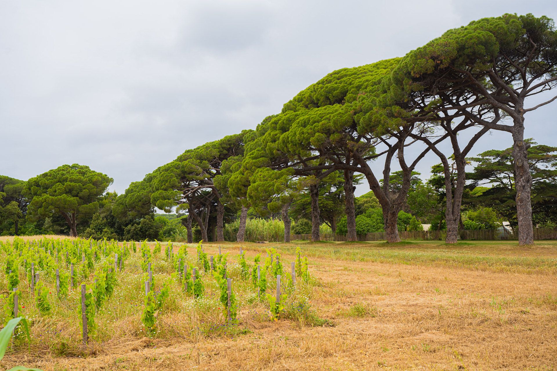 PORQUEROLLES DOMAINE DE LILE PINS © F SPIEKERMEIER web-2