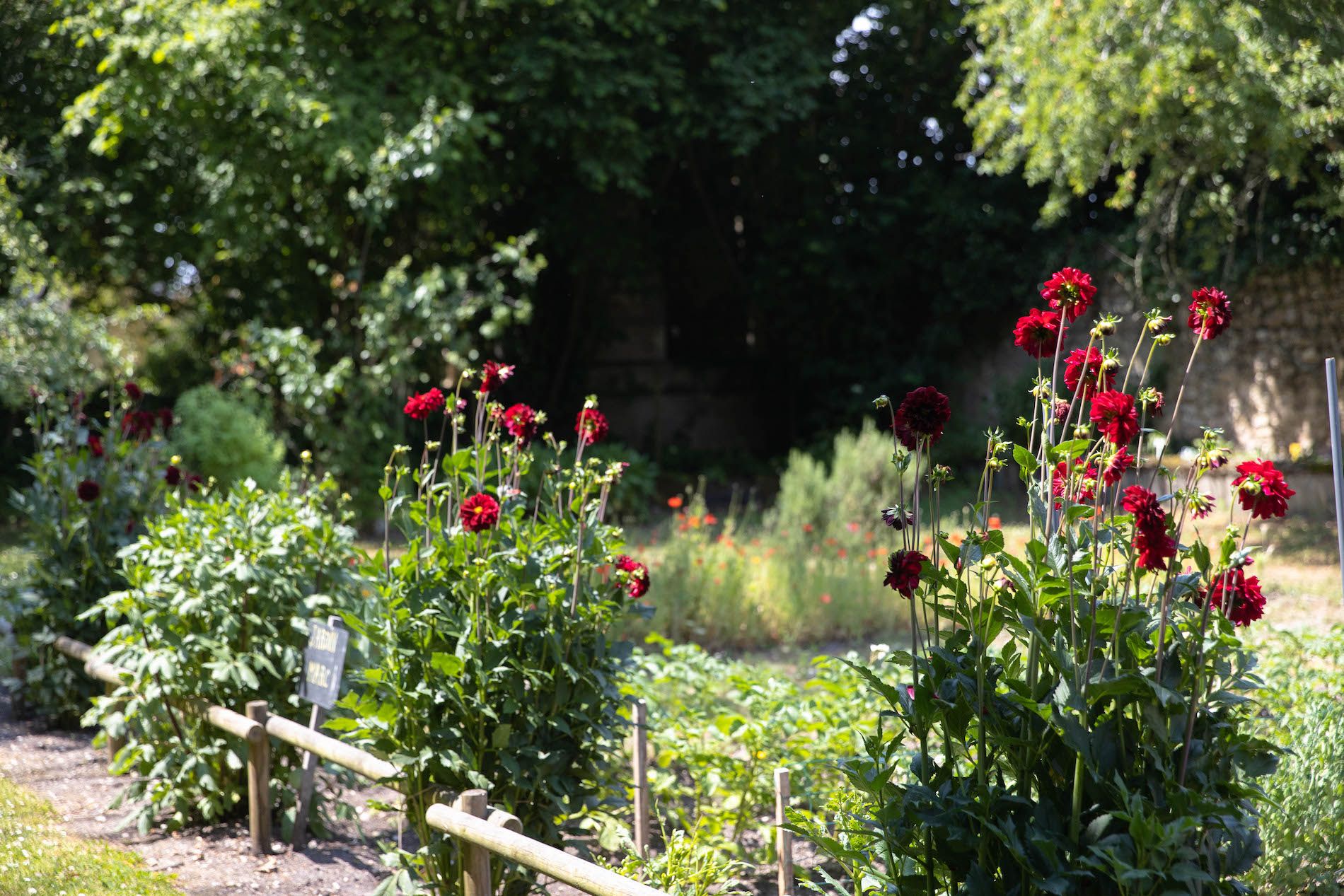 Potager de la Maison d'Estournel ©Grégoire Gardette