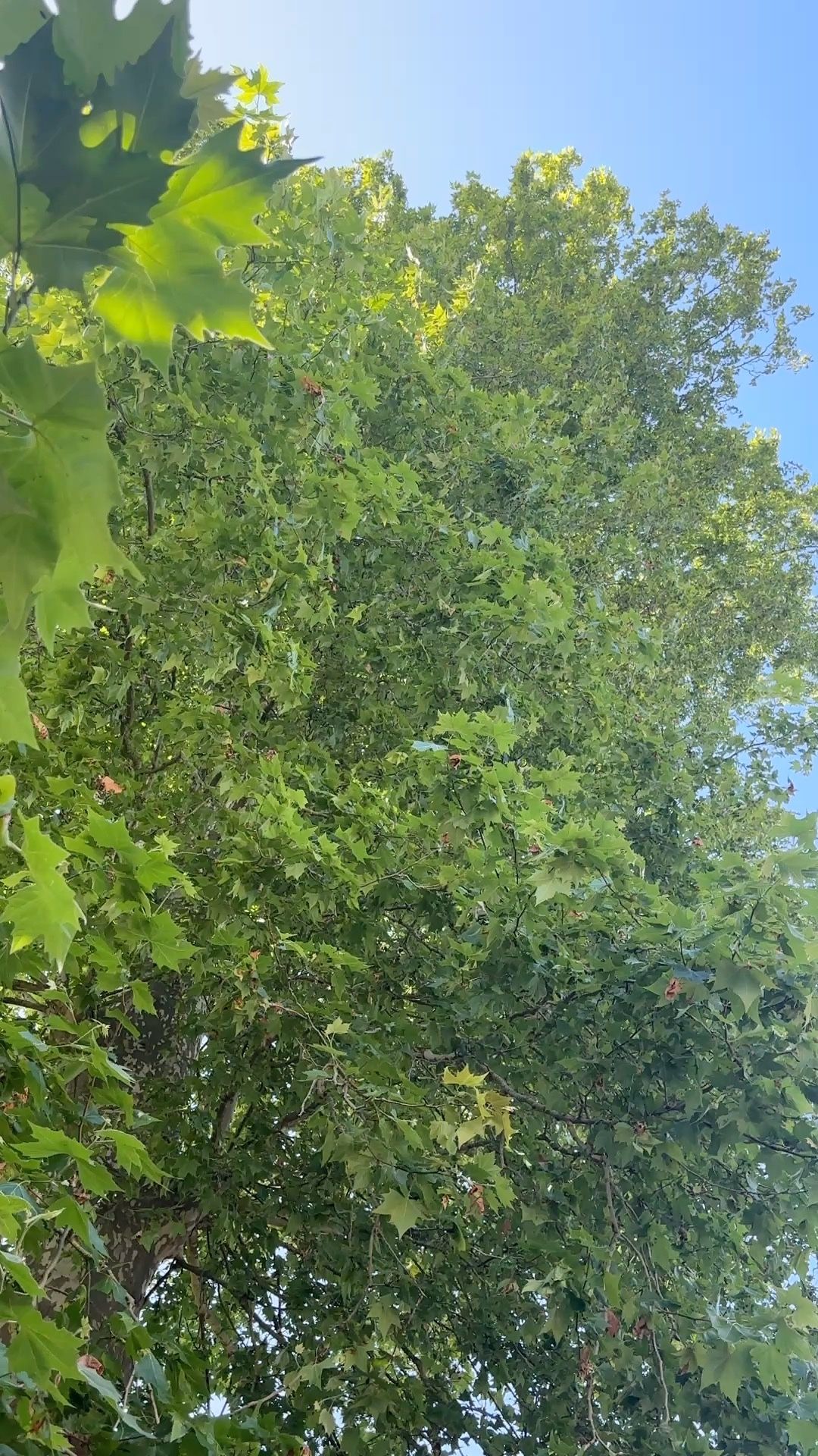 La Folie Barbizon © Capucine Plume