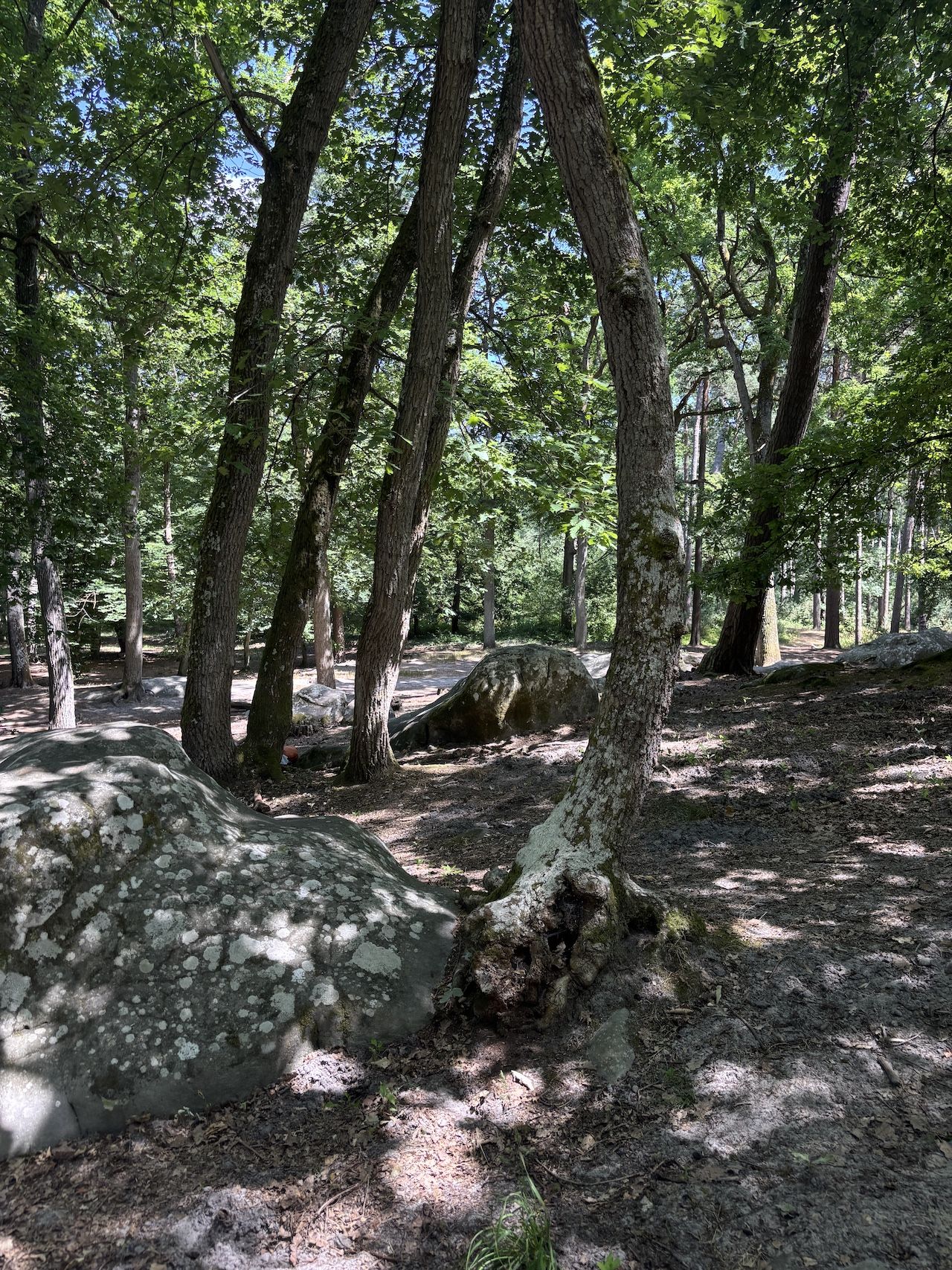 Forêt de Fontainebleau Barbizon