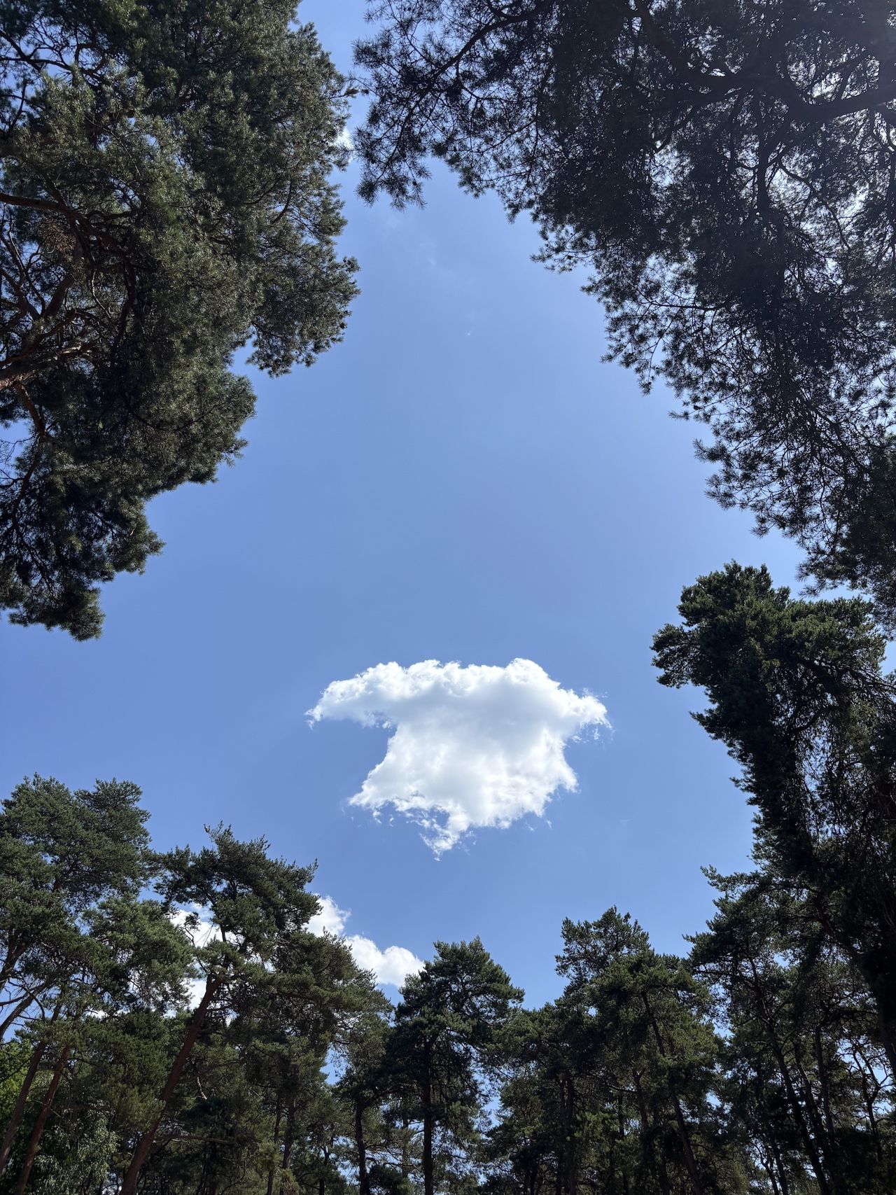 Forêt de Fontainebleau Barbizon