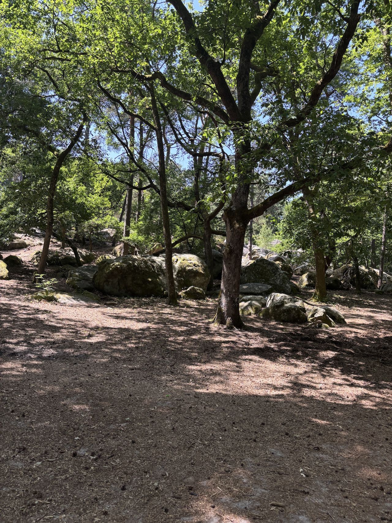 Forêt de Fontainebleau Barbizon