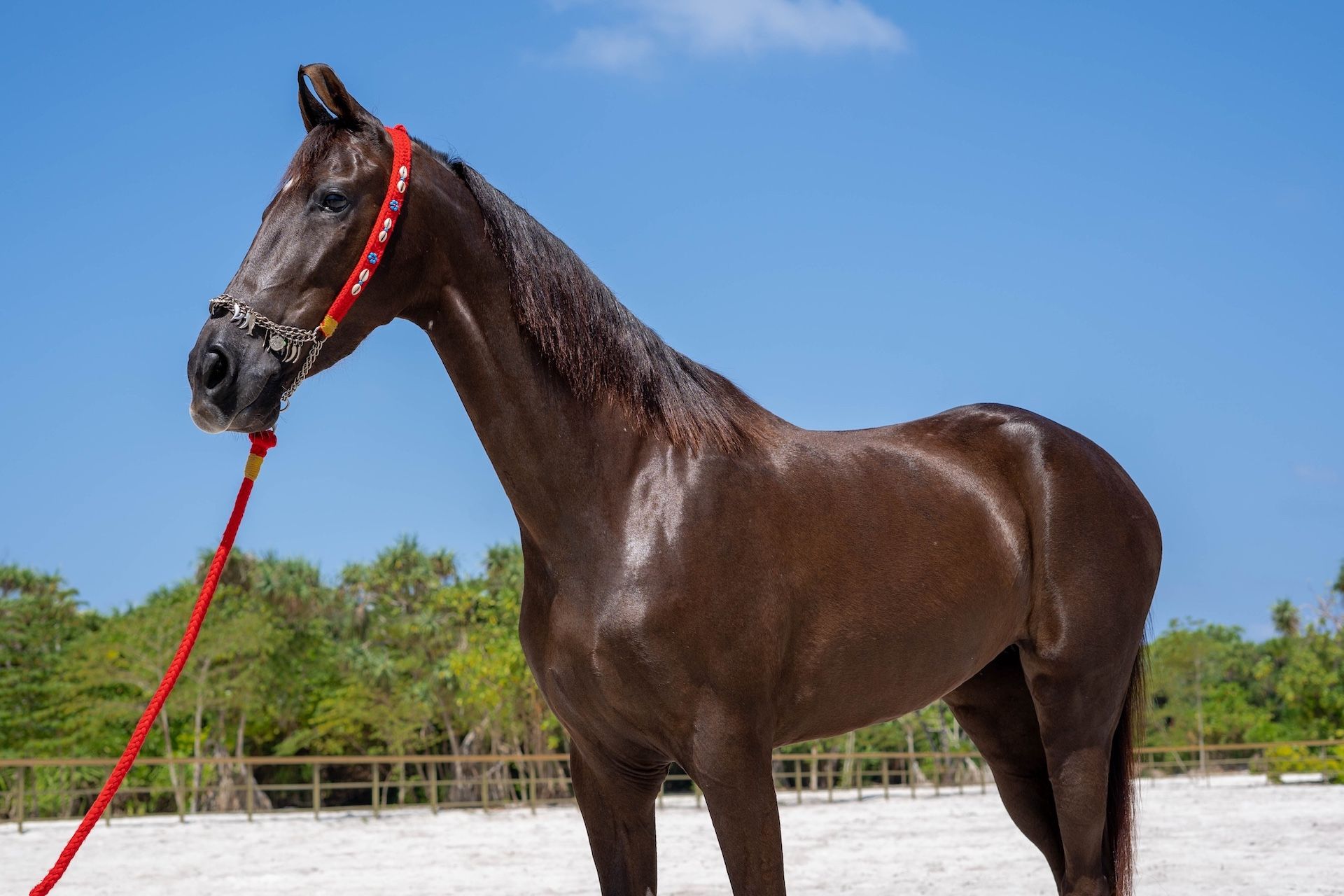 Siyam World Horse Ranch avec les chevaux Marwari du Rajasthan