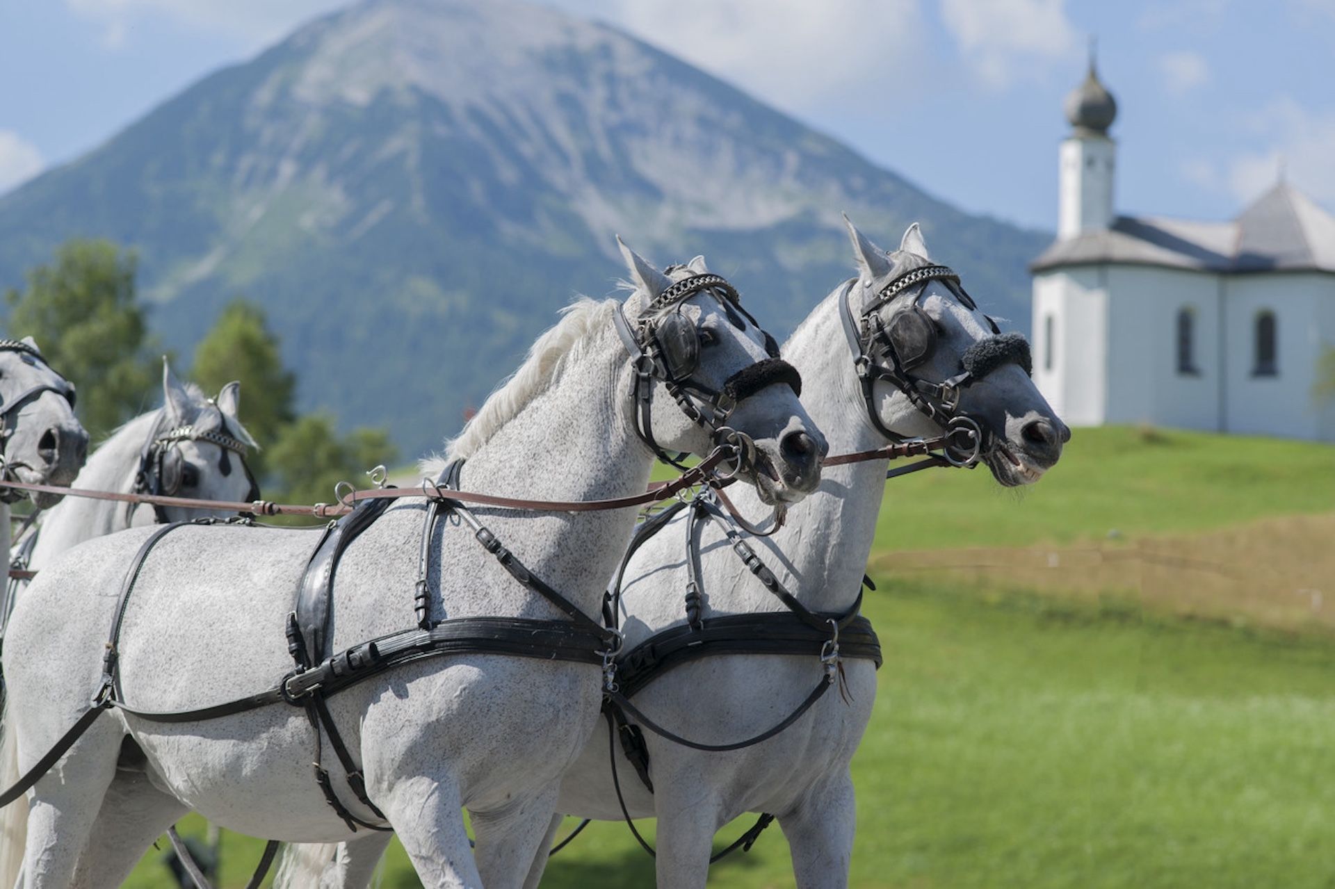 Chevaux Lippizan ©Posthotel_Achenkirch