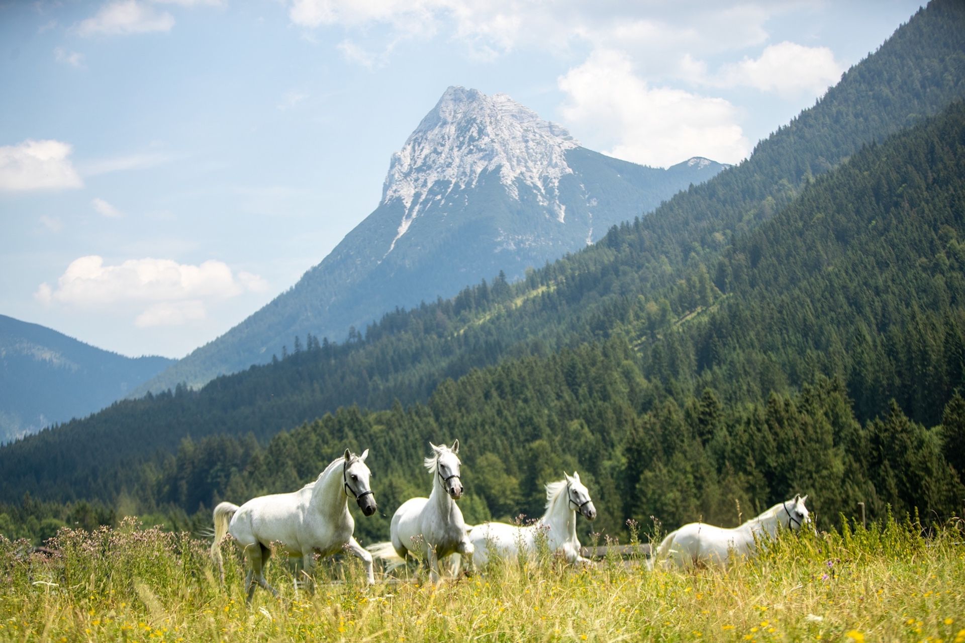 Chevaux Lippizan ©Posthotel_Achenkirch