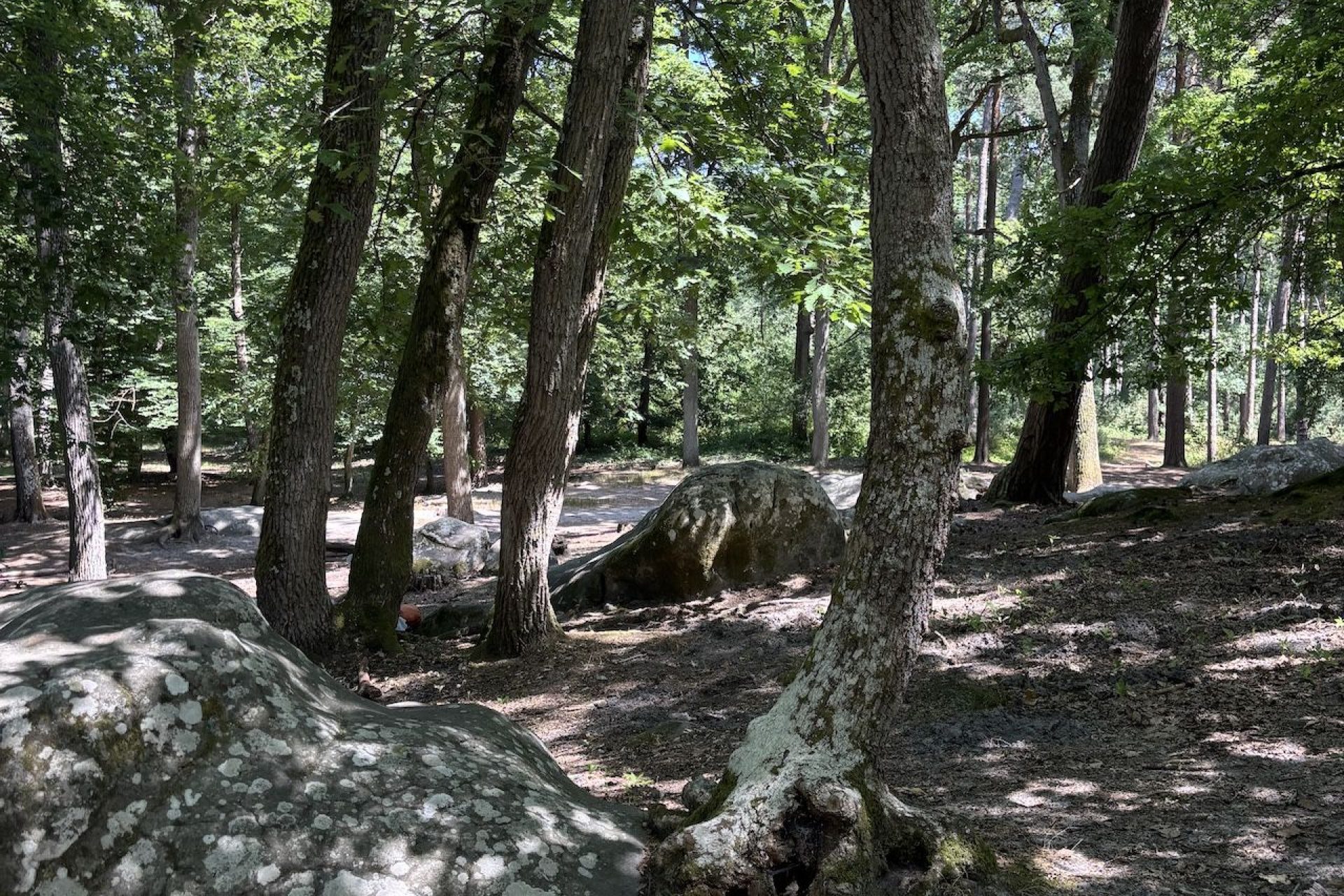 Forêt de Fontainebleau Barbizon