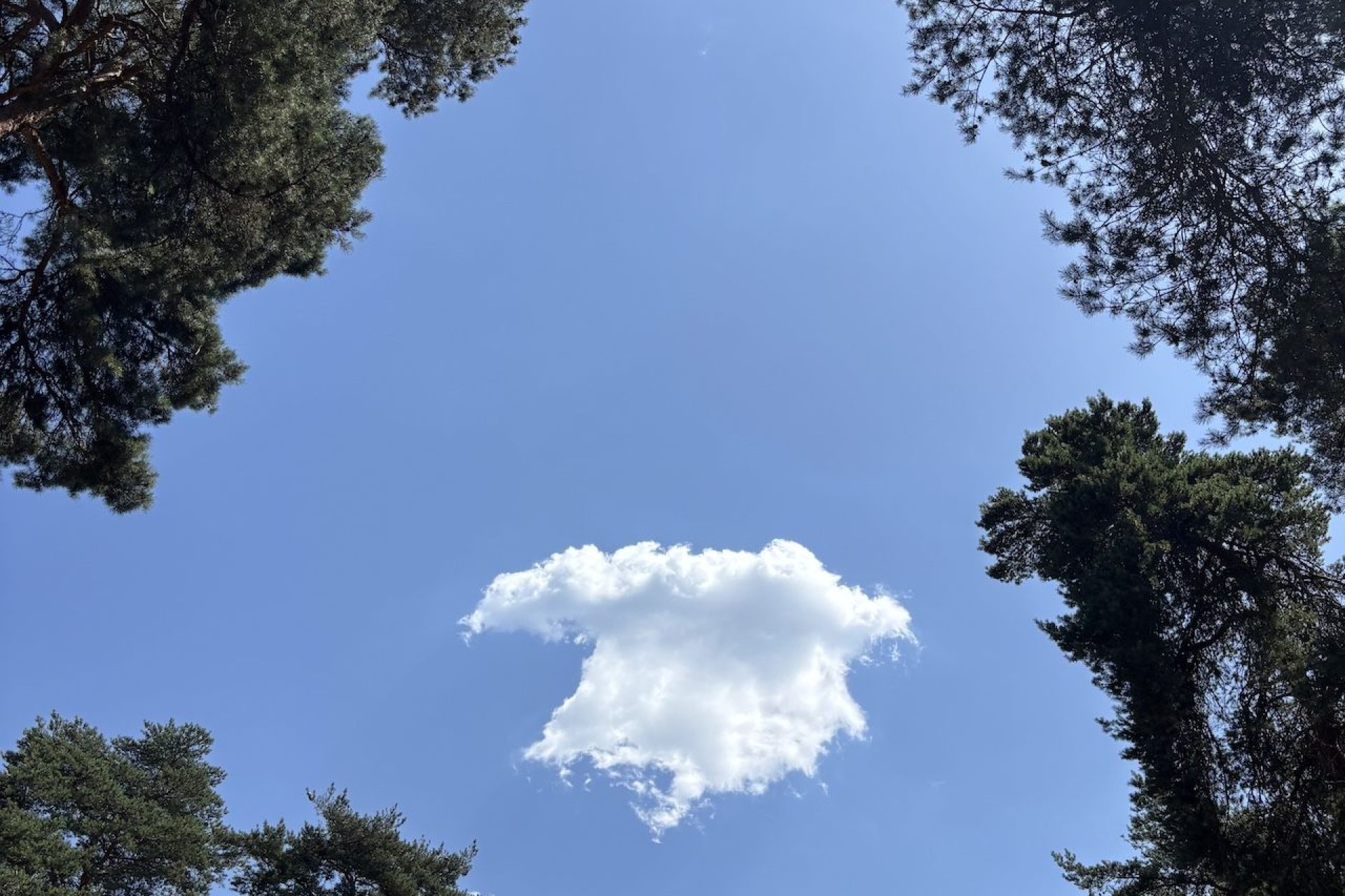 Forêt de Fontainebleau Barbizon