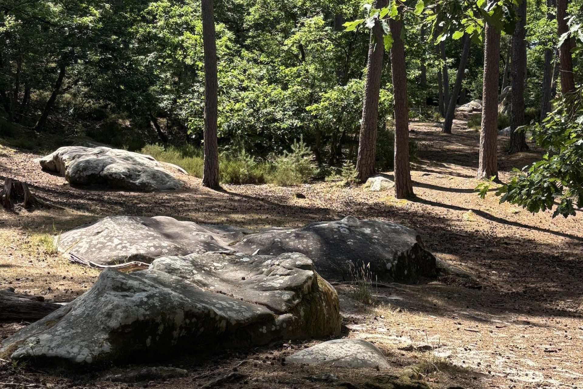Forêt de Fontainebleau Barbizon